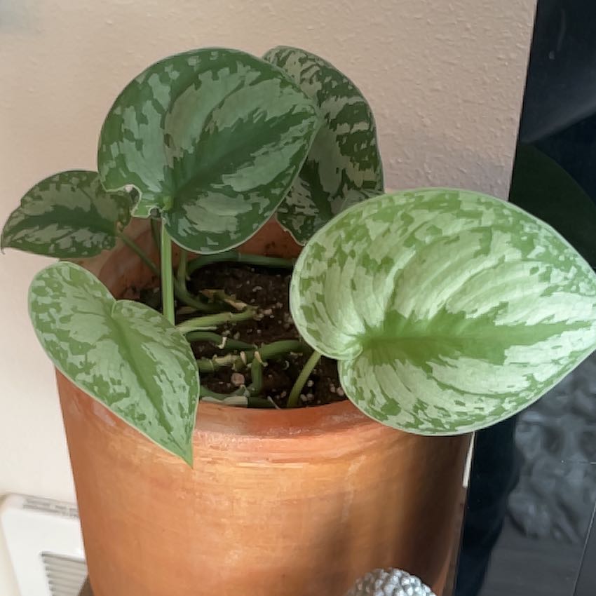 Healthy Satin Pothos plant in terracotta pot, showing vibrant green leaves with distinctive silvery variegation patterns.