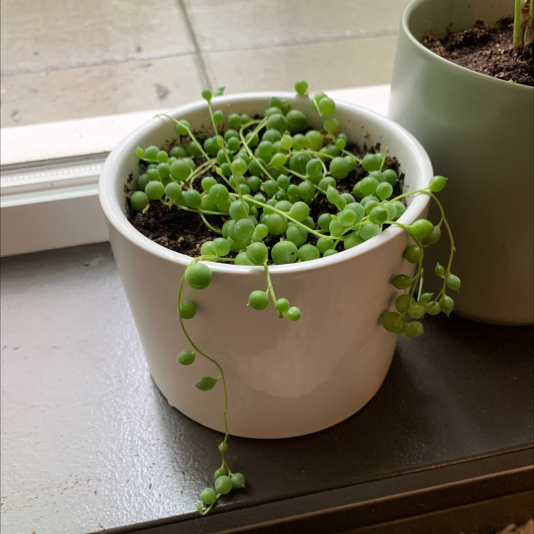 String of Pearls plant in a white pot with visible soil, vibrant green leaves, well-framed and in focus.