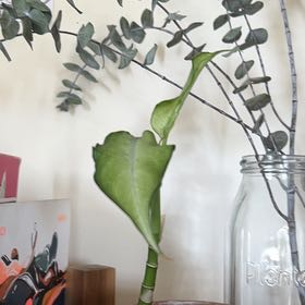 Photo of the plant species Starbright by @UberSeasandwort named Planty on Greg, the plant care app