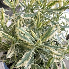 Photo of the plant species Meerlo Lavender by @RoundAlmondtree named McKinley on Greg, the plant care app