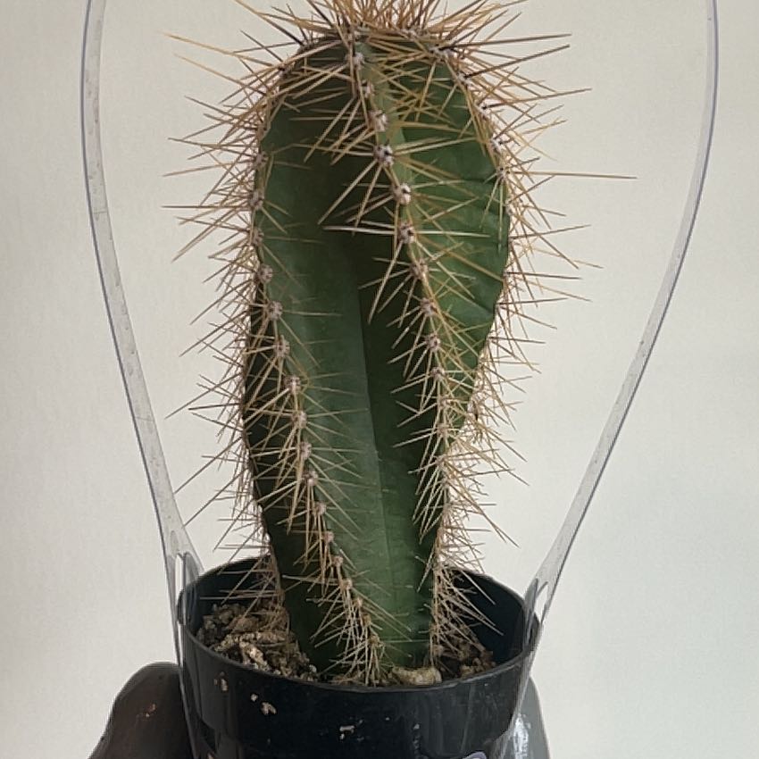 Photo of the plant species Isolatocereus dumortieri by @FerventSuriana named Lebron on Greg, the plant care app