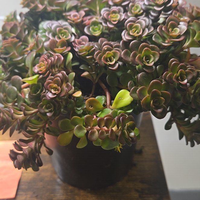 Photo of the plant species Sedum 'Coral Reef' by @SecureRubyball named James Dean on Greg, the plant care app