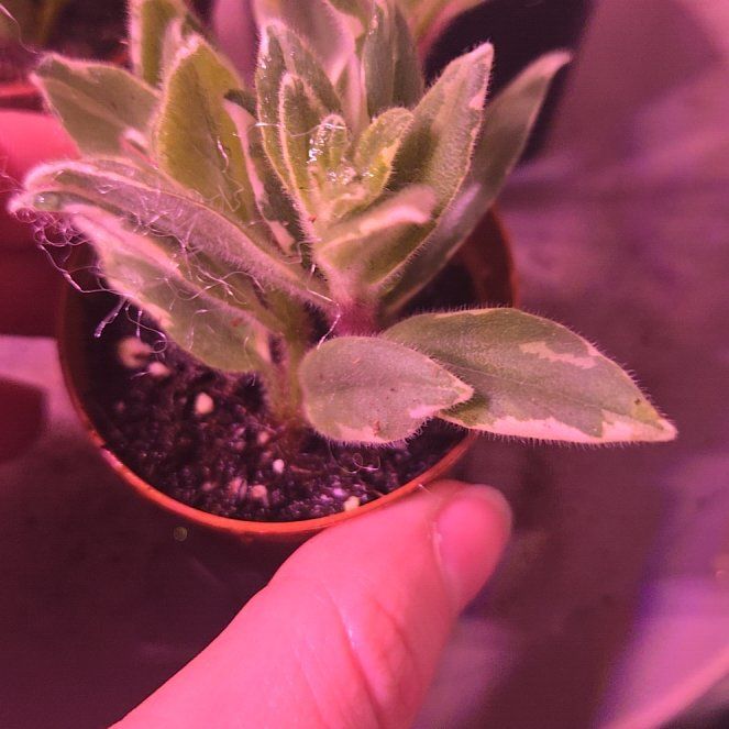 Photo of the plant species gold fish plant by @SecureRubyball named Fernie Mercury on Greg, the plant care app