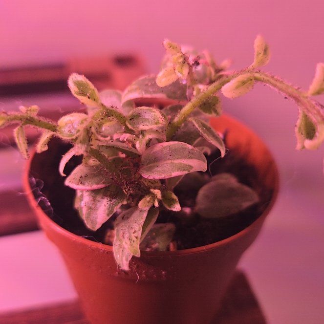 Photo of the plant species gold fish plant by @SecureRubyball named Delilah on Greg, the plant care app
