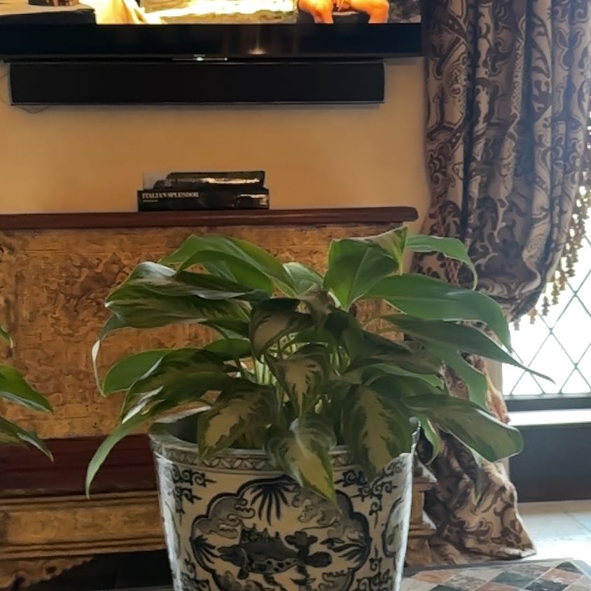 Photo of the plant species Begonia Medora by @TastyJonquil49 named Captain Plant-it on Greg, the plant care app