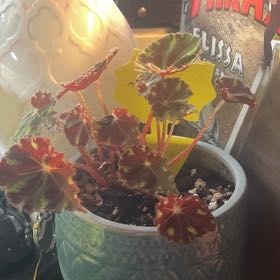 Photo of the plant species 'Cowardly Lion' by @CivilLambsear41 named Gobi on Greg, the plant care app