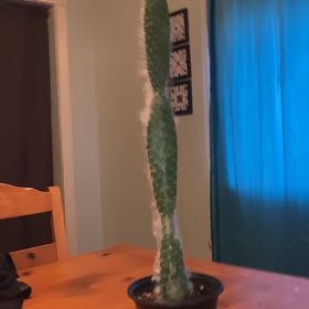 Photo of the plant species Old Man Prickly-pear by @GutsyLentenrose named Bruce Lee on Greg, the plant care app