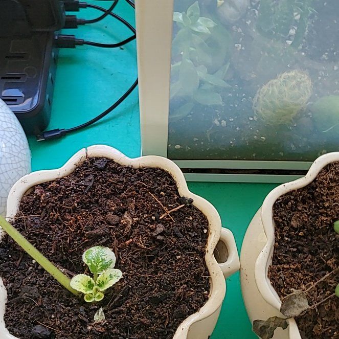 Photo of the plant species African Violet by @DarlingFittonia named Mochi on Greg, the plant care app