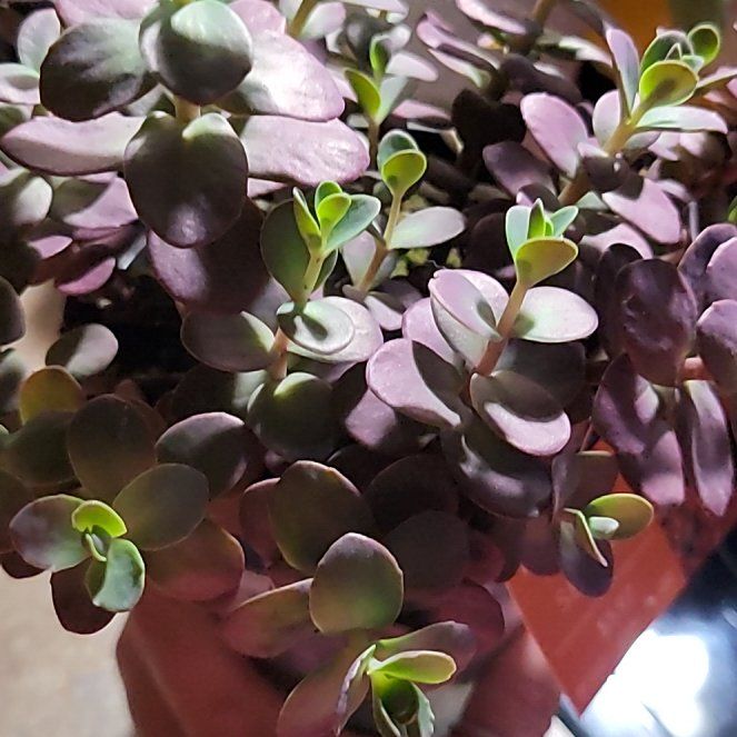 Photo of the plant species Sedum 'Cherry Tart' by @DarlingFittonia named Gregarious on Greg, the plant care app