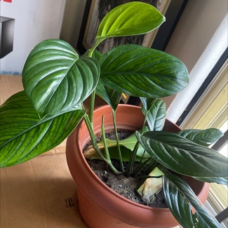 Chinese Evergreen plant in Lagos, Lagos
