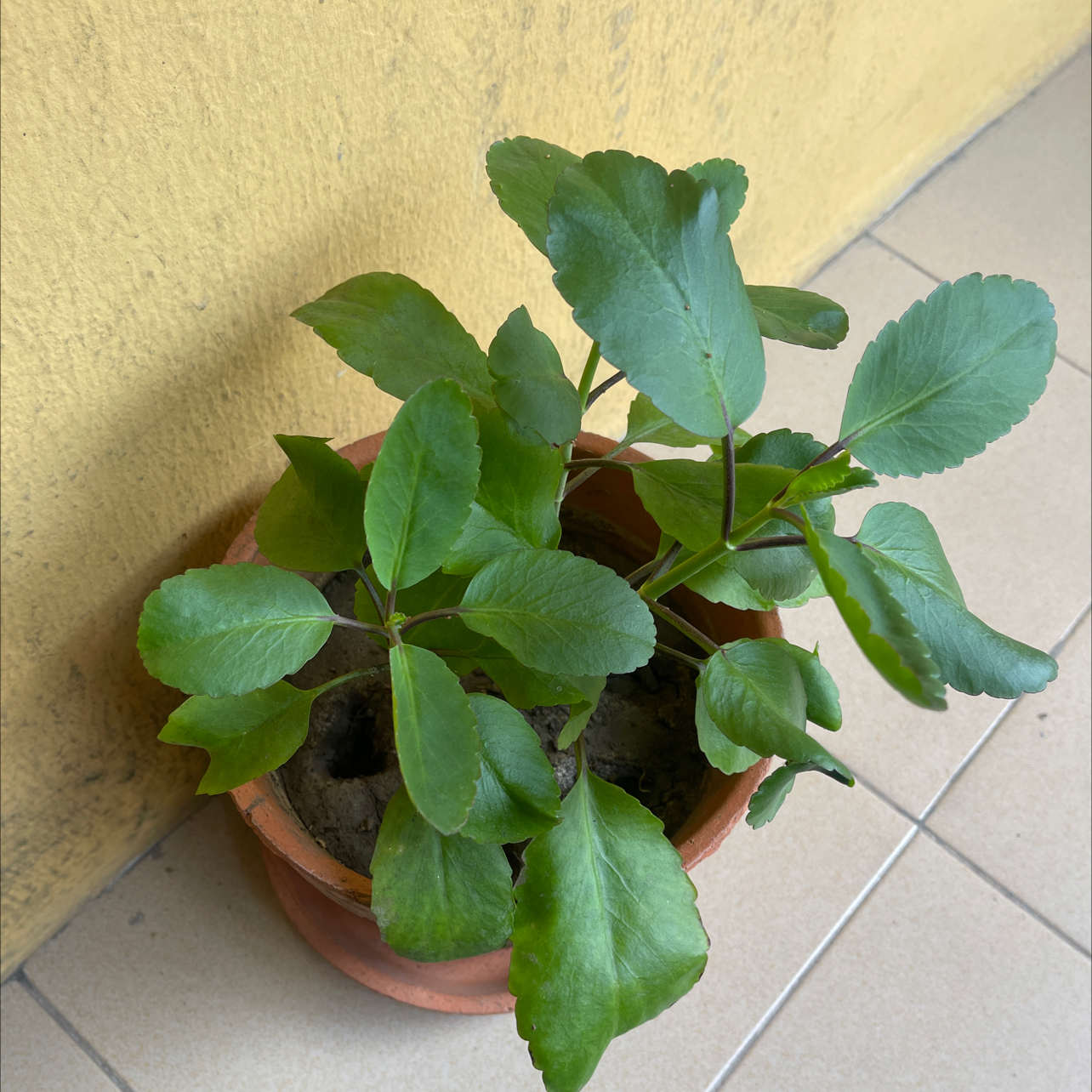 A healthy potted Cathedral Bells plant with large, glossy green lobed leaves in a terracotta pot on a tiled floor.