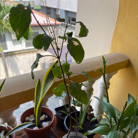 Photo of the plant species African Basil by @Emem named Nimi on Greg, the plant care app