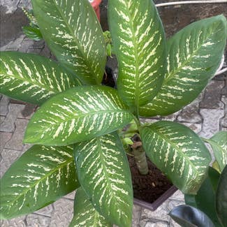 Dieffenbachia plant in Lagos, Lagos