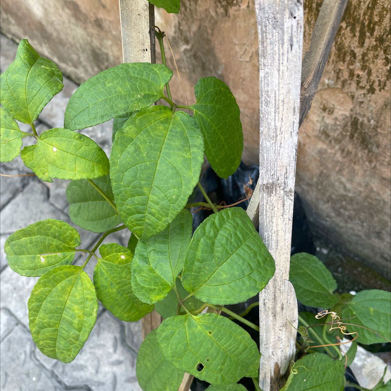 Photo of the plant species Fluted Pumpkin by @Emem named Your plant on Greg, the plant care app