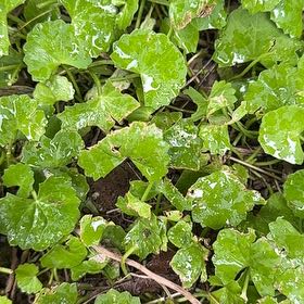 Photo of the plant species Centella by @WarmheartedHoya named Aristotle on Greg, the plant care app