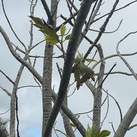 Photo of the plant species Breadfruit by @WarmheartedHoya named Wall-E on Greg, the plant care app