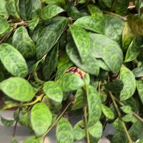 Photo of the plant species Lipstick black by @AwakeTauhinu named Xena on Greg, the plant care app