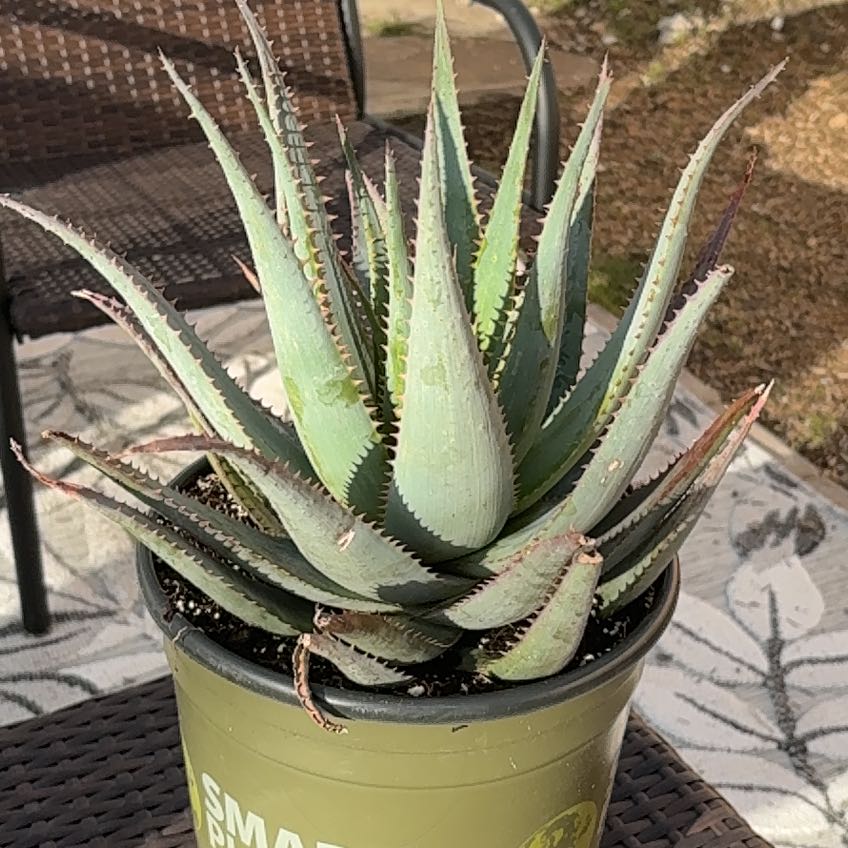 Photo of the plant species Blue Aloe by @KeenWaxvine98 named McKinley on Greg, the plant care app