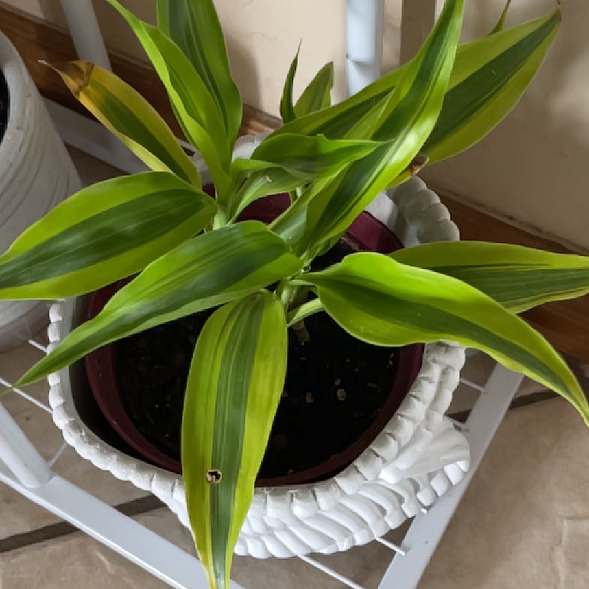 Dracaena 'Lemon Lime' plant in a pot with vibrant green and yellow-striped leaves.