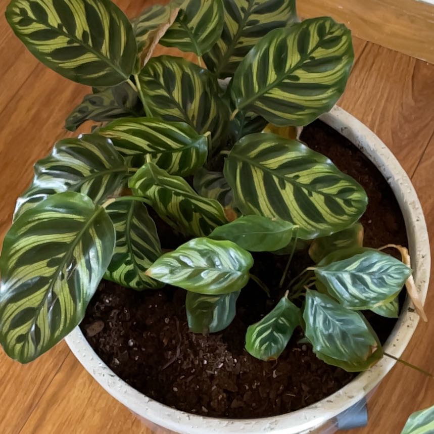 Potted Cathedral Windows plant with vibrant, patterned leaves.