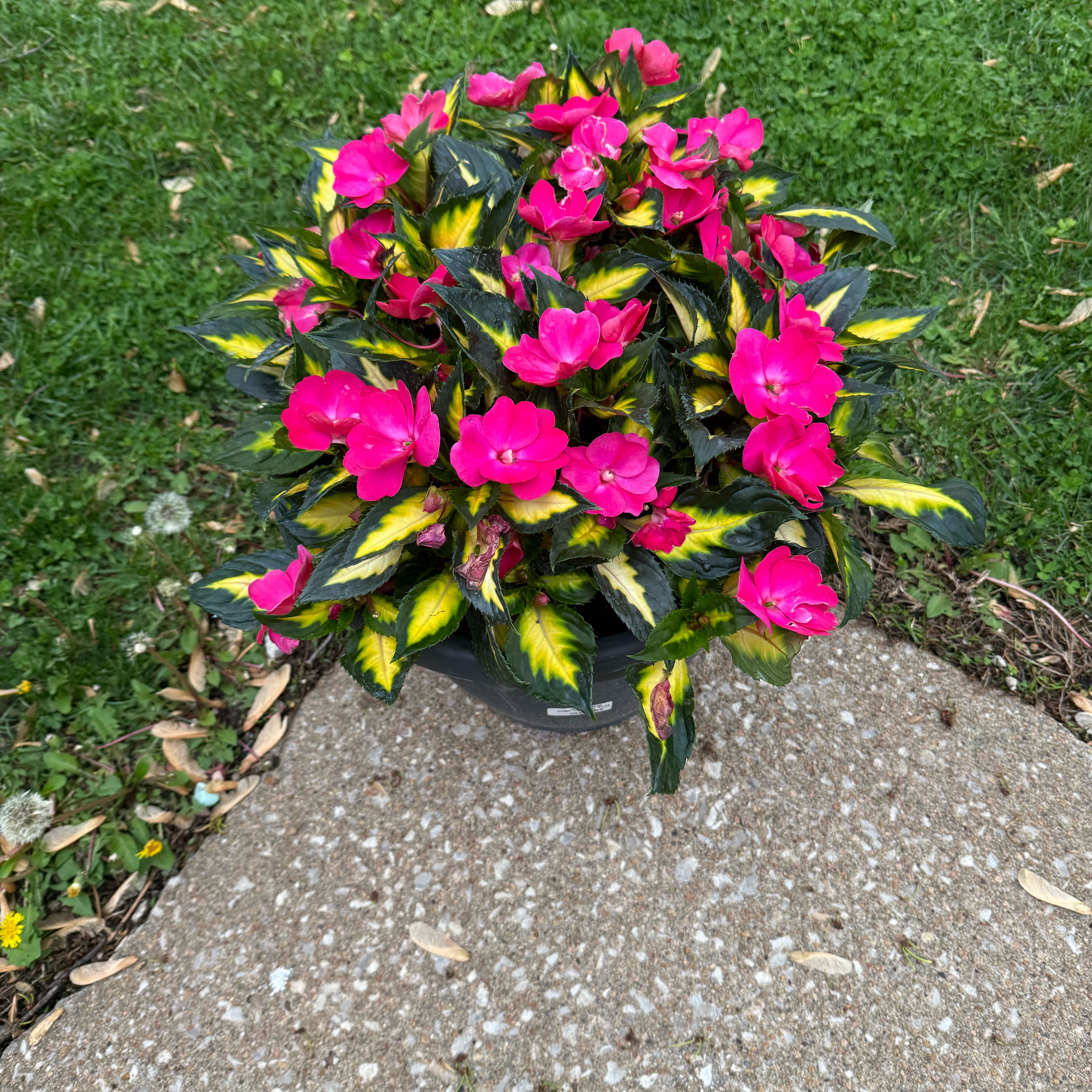 Photo of the plant species SunPatiens Compact Tropical Rose by @SmartDatepalm named Prince on Greg, the plant care app