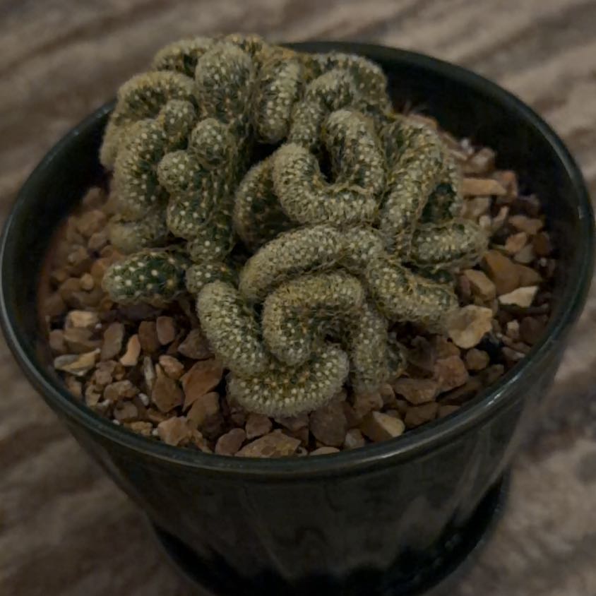 Photo of the plant species Brain Cactus by @SmartDatepalm named Ulysses S Plant on Greg, the plant care app