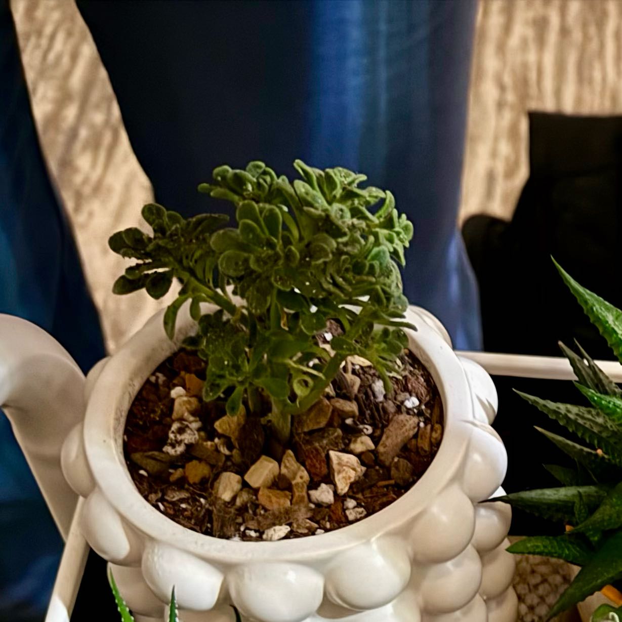 Photo of the plant species Irish bouquet by @SmartDatepalm named Remington on Greg, the plant care app