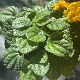 Photo of the plant species Peperomia Burbella by @EmFisky named Dolores on Greg, the plant care app