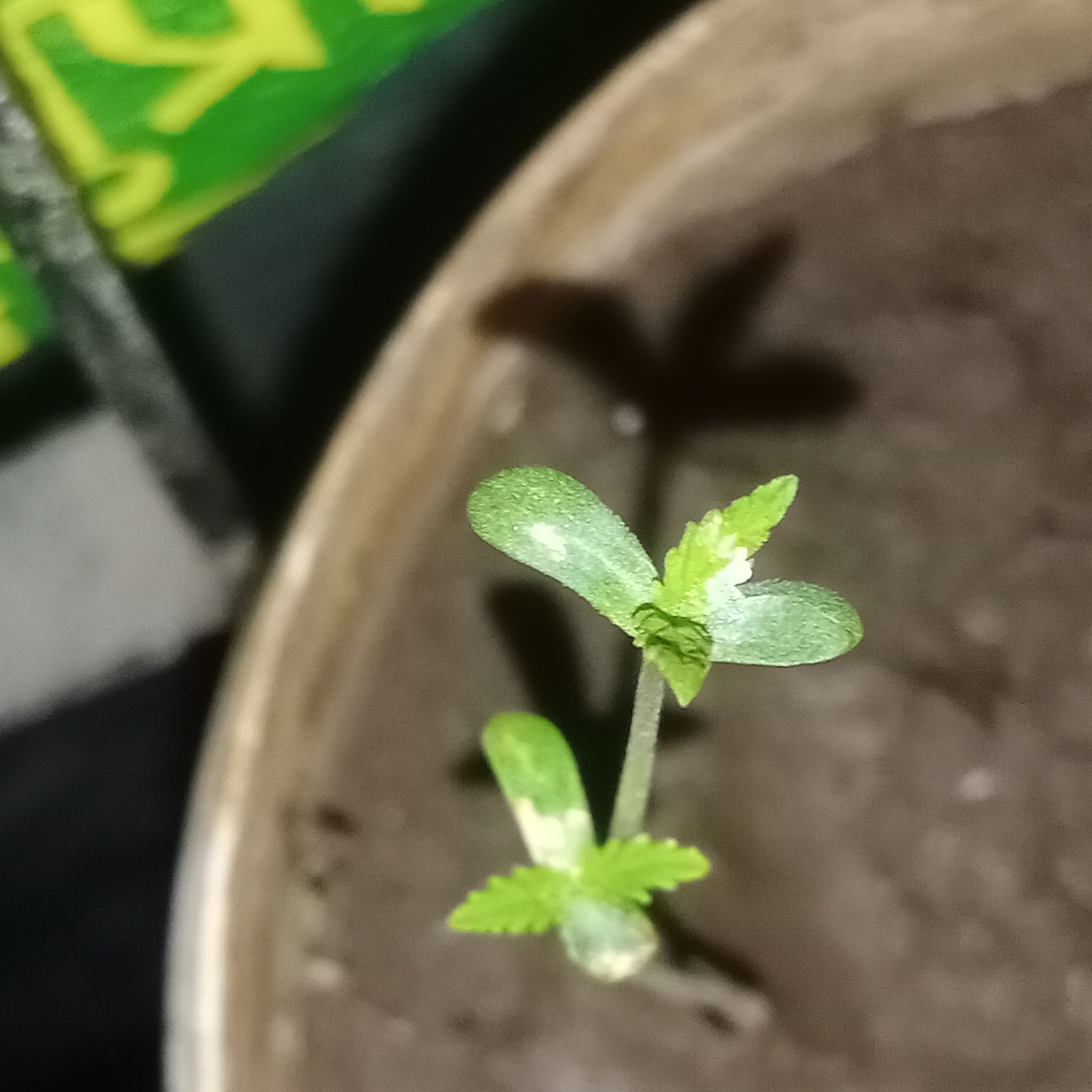 Photo of the plant species Narrow-Fruited Water-Starwort by @AvidBulbousrush named Leaf Erickson on Greg, the plant care app
