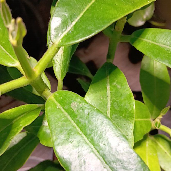 Photo of the plant species Hoya imperialis by @WinTormentil6 named Fernie Mac on Greg, the plant care app