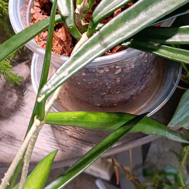 Photo of the plant species hoya wayeti by @WinTormentil6 named Gaga on Greg, the plant care app