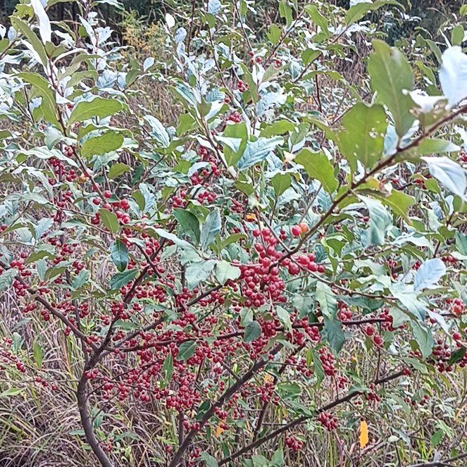 Photo of the plant species Autumn Olive by @ProperAnthurium named Michelle Branch on Greg, the plant care app