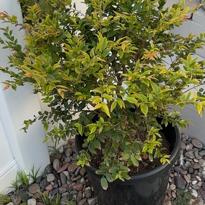 Photo of the plant species Jabuticabeira by @AliveBostonfern named Spike Leaves on Greg, the plant care app