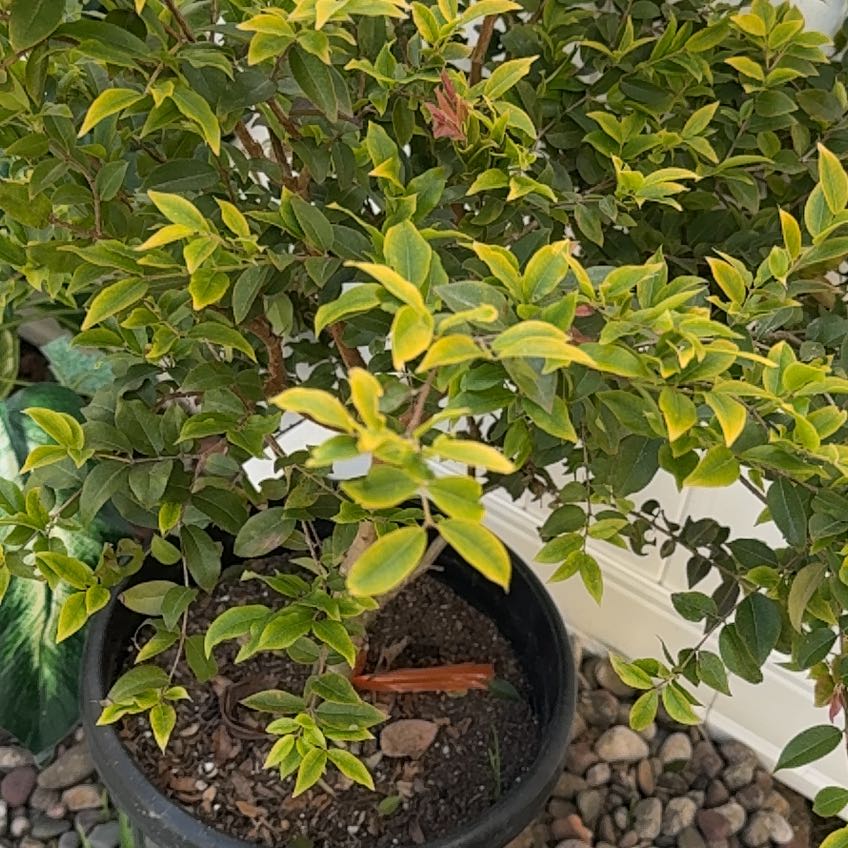 Photo of the plant species Jabuticabeira by @AliveBostonfern named Kaladin on Greg, the plant care app