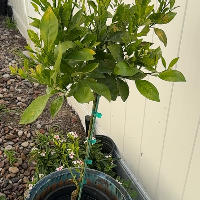 Photo of the plant species Washington Navel Orange by @AliveBostonfern named Virginyer on Greg, the plant care app