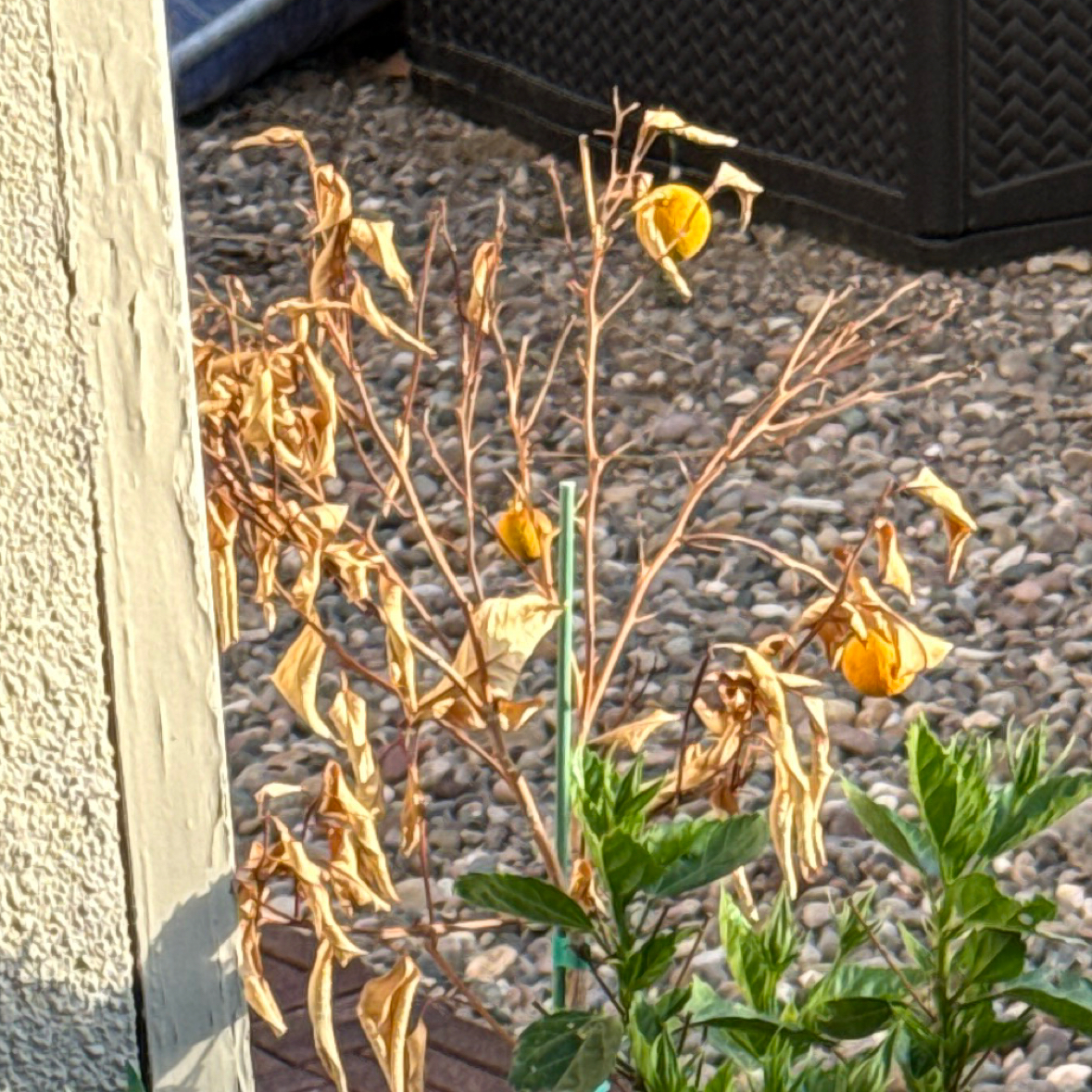 Photo of the plant species Washington Navel Orange by @AliveBostonfern named Wolf on Greg, the plant care app