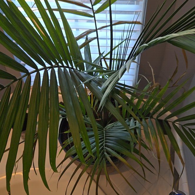 Photo of the plant species Majestic Palm by @HotCacaotree93 named Austen on Greg, the plant care app