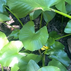 Photo of the plant species Yellow Pond-Lily by @HipDutchiris27 named Sol on Greg, the plant care app