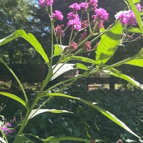 Photo of the plant species New York Ironweed by @HipDutchiris27 named Fernie Mac on Greg, the plant care app