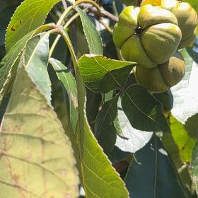 Photo of the plant species Pignut Hickory by @HipDutchiris27 named Harmony on Greg, the plant care app