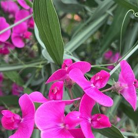 Photo of the plant species Broad-Leaved Sweet Pea by @HipDutchiris27 named Bigleef Smalls on Greg, the plant care app