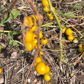 Photo of the plant species Carolina Horsenettle by @HipDutchiris27 named Hemingway on Greg, the plant care app