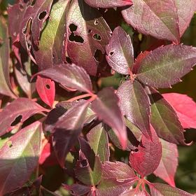 Photo of the plant species Virginia Creeper by @HipDutchiris27 named ChloroPhil on Greg, the plant care app