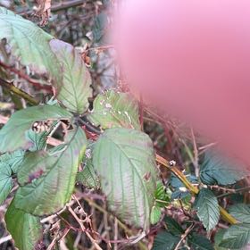 Photo of the plant species Armenian Blackberry by @HipDutchiris27 named Lavender on Greg, the plant care app