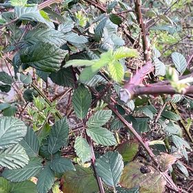 Photo of the plant species Zarzamora by @HipDutchiris27 named Duke on Greg, the plant care app