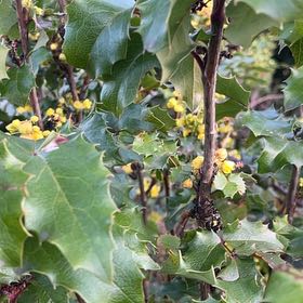 Photo of the plant species Oregon Grape by @HipDutchiris27 named Lebron on Greg, the plant care app
