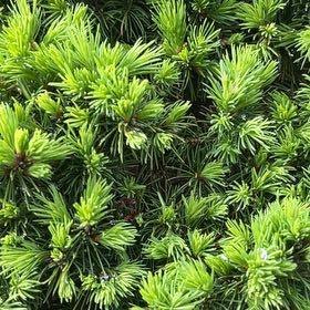 Photo of the plant species Polytrichum formosum by @HipDutchiris27 named Diana on Greg, the plant care app