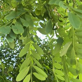 Photo of the plant species Black Locust by @HipDutchiris27 named Harry on Greg, the plant care app