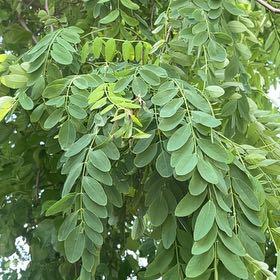 Photo of the plant species Black Locust by @HipDutchiris27 named Emerson on Greg, the plant care app