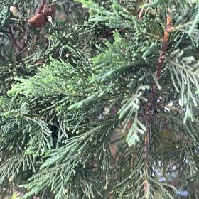 Photo of the plant species Rock Juniper by @HipDutchiris27 named Drake on Greg, the plant care app